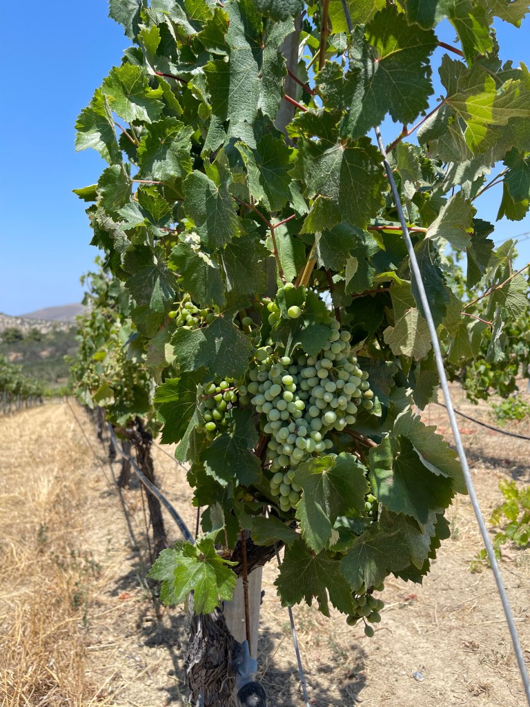 Scalarea Estate in Crete