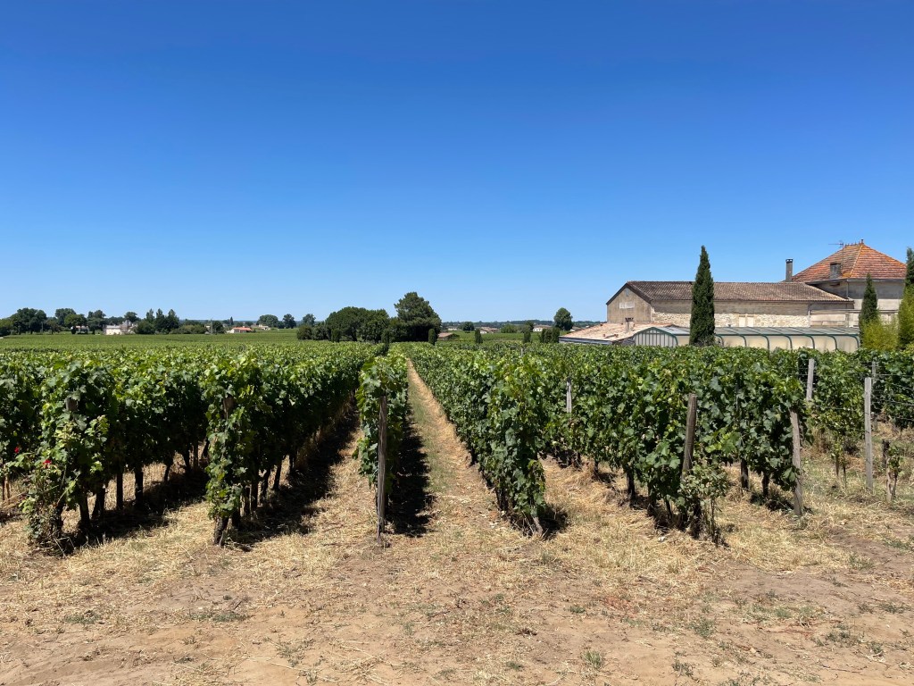 Bordeaux Vineyards