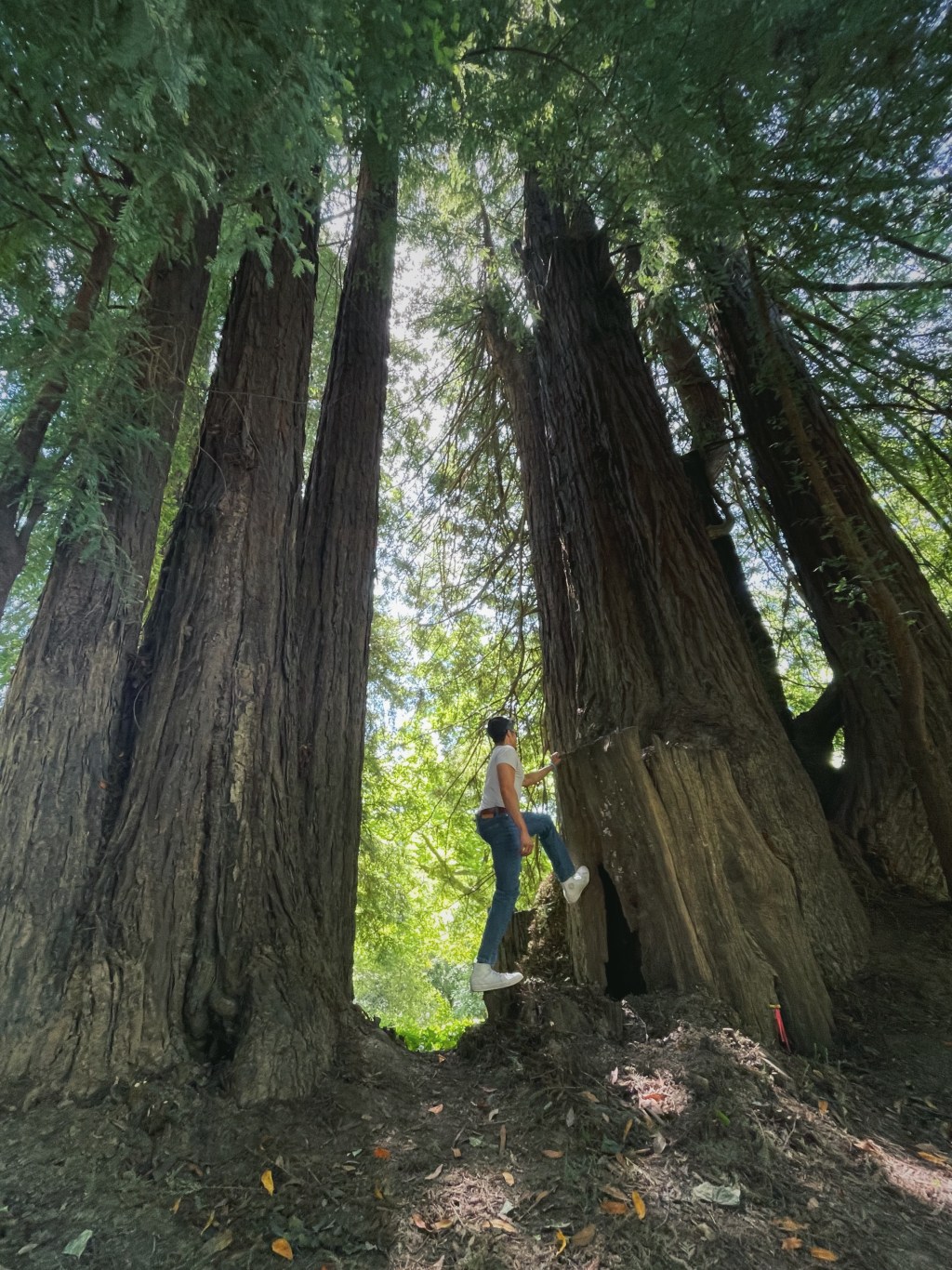 A Weekend in Guerneville